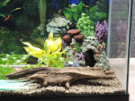 20 gallon fish tank