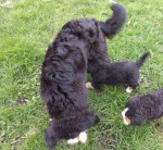 Excellent Bernese Mountain Dog Puppies