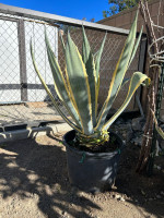 Agave Amarillo