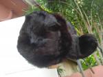 HAT RUSSIAN FUR COSSACK HAT WITH EAR FLAPS  NEW