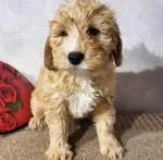 Golden doodles available for adoption