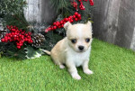 Chihuahua puppies for adoption