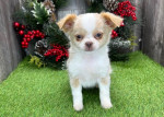 Chihuahua puppies for adoption