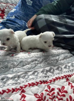 Maltese available for adoption