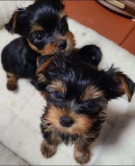 Yorkies puppies for adoption