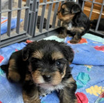 Yorkies puppies for adoption