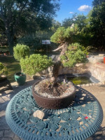 Juniper Bonsai for Sale!  San Antonio Area.