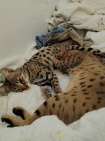 Savannah kittens for sale