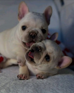 French bulldog puppies 🐶 available looking for new owners