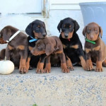 Purebreed Doberman pinscher puppies 🐶
