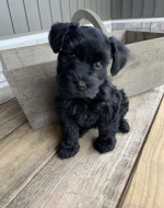 Miniature schnauzer puppy
