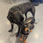 Very lovable Doberman Pinscher and get along very well with other animals