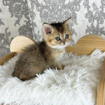 Scottish Fold kittens for sale
