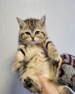 Scottish Fold kittens for sale