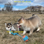 Pomsky And Husky Puppies