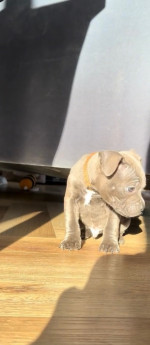 8 weeks old, 12 month vet guarantee!