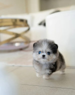 Super cute and healthy Pomeranian Puppies available for a new home.