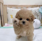 Mini poodle puppies available