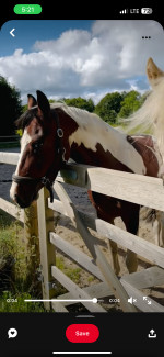 Horse