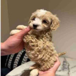 If you are looking for a loyal, intelligent, and affectionate dog, our beautiful maltipoo are ready to find their forever homes ! These puppies combine the best traits of two fantastic breeds, making them the ideal family pet.