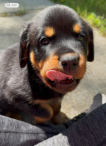 Rottweiler puppies(Angels)
