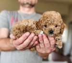 Cavapoo puppies for adoption near me