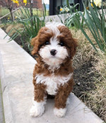 Cavapoo puppies for adoption near me