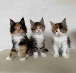 Mainecoon kitten's