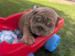 English bulldogs