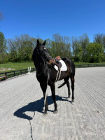 17h, 9yo Macwinnon