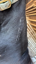 Confusion Range Mustang – Project Mare for Experienced Home