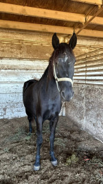 Confusion Range Mustang – Project Mare for Experienced Home