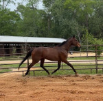 ⭐️ 2021 OTTB Gelding – Tall, Talented & Trainable Prospect ⭐️