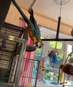 Male and Female Blue and Gold Color Macaw Parrots