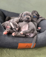 Adoption Alert: Adorable 8-Week-Old Cane Corso Puppies! 🐾**