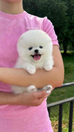Pomeranian Puppies for Adoption