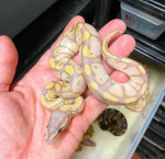 Banana ballpython