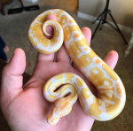Albino pied ballpython