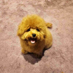 Mini poodle