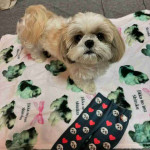 Shih tzu puppy for Adoption