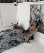 Two lovely  french  bulldog  puppies
