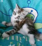 It's a male mainecoon kitten