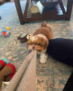 Shih tzu puppy for Adoption