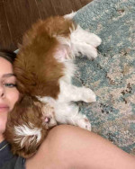 Shih tzu puppy for Adoption