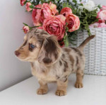 Available for adoption