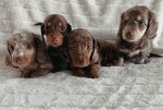Adorable Puppies Ready for Their Forever Homes!