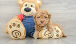 **Adopt a Miniature Poodle Puppy!** 🐩💖