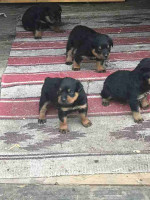 Beautiful Rottweiler puppies looking