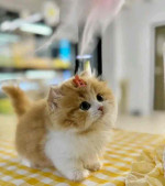 Meet baby Luna she’s available right now ❤️🐱😍