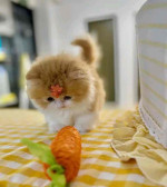 Meet baby Luna she’s available right now ❤️🐱😍